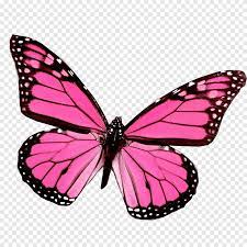 Mariposas, borboleta rosa e preta, png | PNGEgg